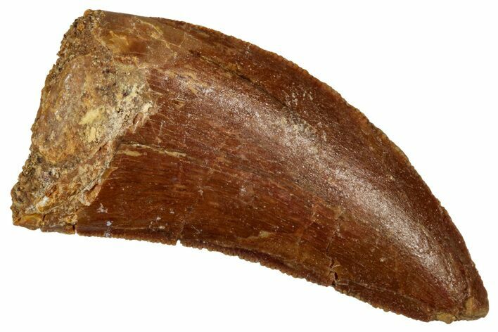 Serrated, Theropod (Deltadromeus?) Tooth - Morocco #341235